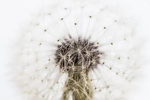 White dandelion closeup Stock Photos
