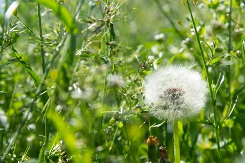 White dandelion in the field Stock Photos