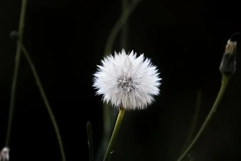 White Dandelion Florrets Stock Photos