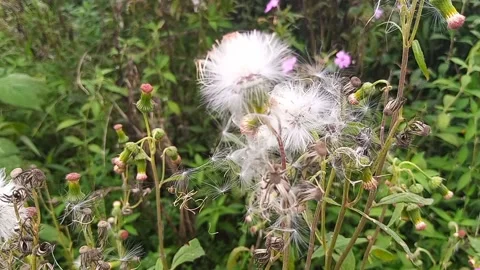 White dandelion flower Stock Footage 211293163