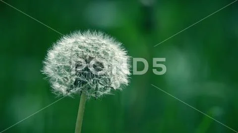 White dandelion flower seed head. Telephoto lens close-up shot Stock Photos