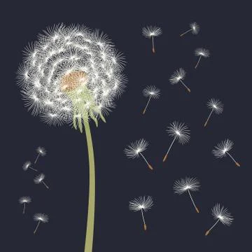 White dandelion with flying seeds. Vector illustration. Stock Illustration