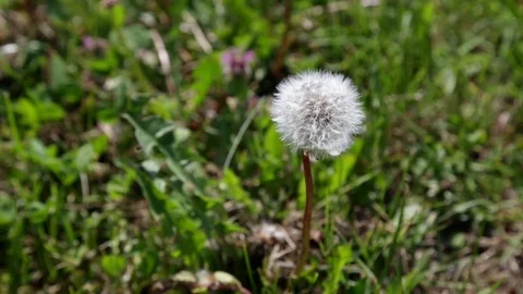 White dandelion in focus swaying Vídeo Stock 75468471