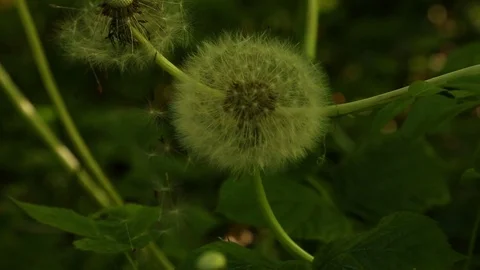 White Dandelion Stock Footage 84657537