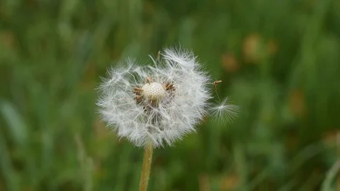 White dandelion Stock Footage 128709817