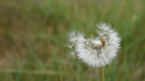 White dandelion Stock Footage 128890126