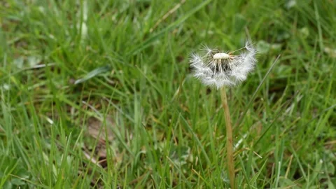 White dandelion Stock Footage 152028615
