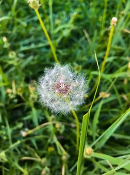 White dandelion on grass background Stock Photos