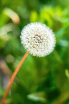 White dandelion in the grass, close up view Stock Photos