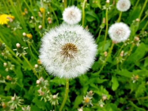 White dandelion in the grass Stock Photos