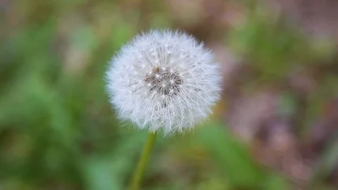 White dandelion with green background moving gently in the wind Stock Footage 107167664