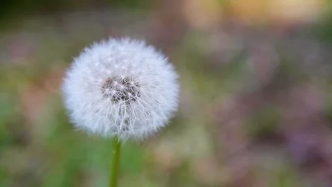 White dandelion with green background moving gently in the wind Stock-Footage 107167790
