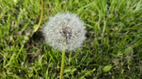 White dandelion in the green grass swaying in the wind (Slow Mo) Stock Footage 108636155