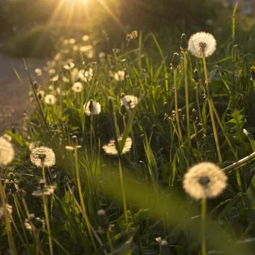 White dandelion on ground Stock Photos