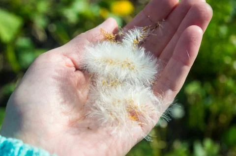 White dandelion on hand Stock Photos