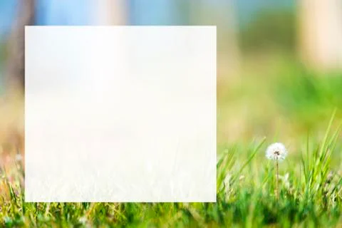 White dandelion head background Stock Photos