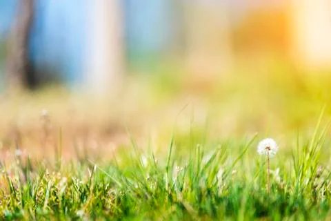 White dandelion head background Foto stock