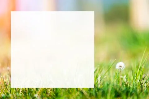 White dandelion head background Stock Photos