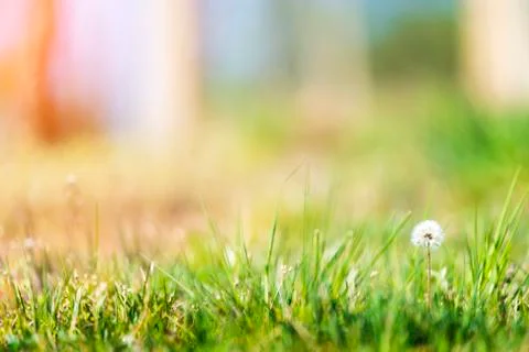 White dandelion head background Stock Photos