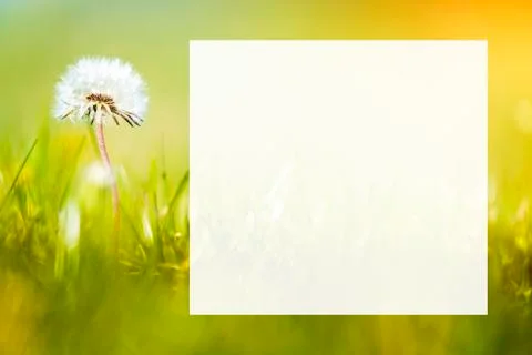 White dandelion head background Stock Photos