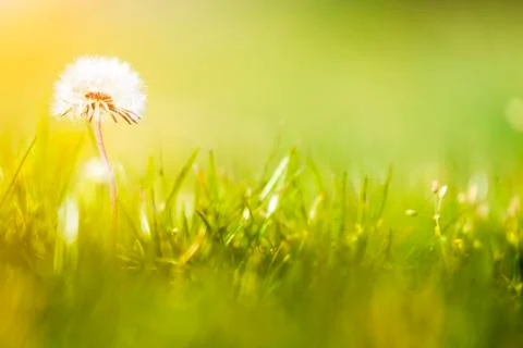 White dandelion head background Stock Photos