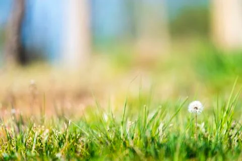 White dandelion head background Stock Photos