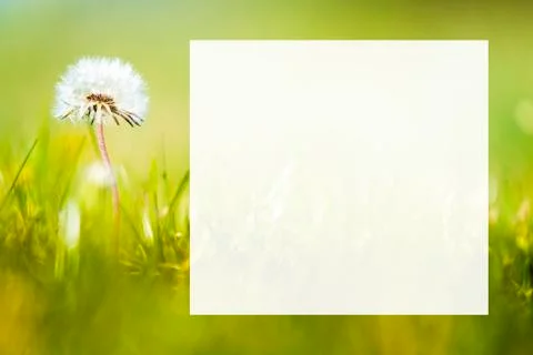 White dandelion head background Stock Photos