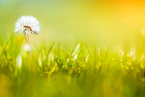 White dandelion head background Stock Photos