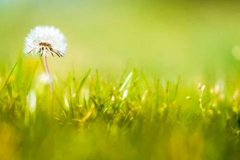 White dandelion head background Foto stock