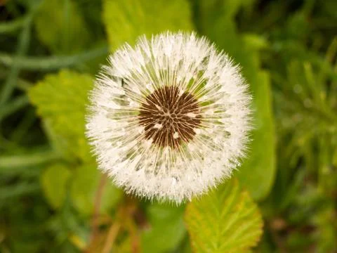 White dandelion head outside in spring wet Stock Photos