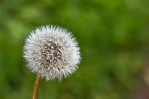 A white dandelion head Stock Photos