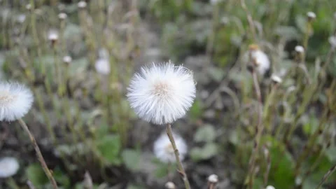 White dandelion in the meadow Stock Footage 132753994