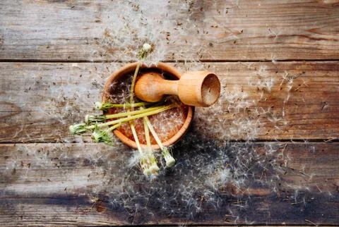 White dandelion in mortar Stock Photos