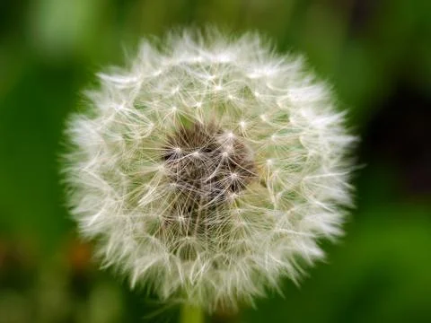 White Dandelion Stock Photos