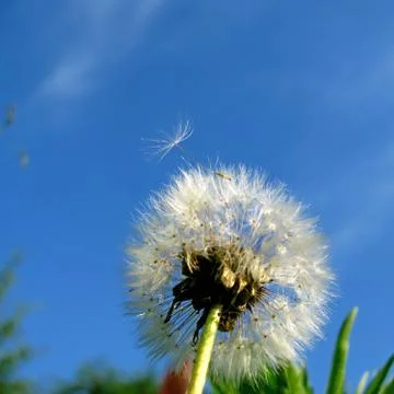 White dandelion Stock Photos