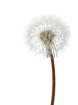 White dandelion Stock Photos