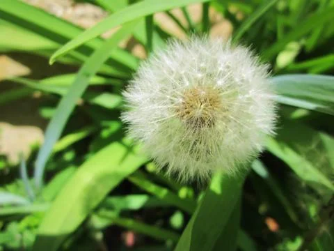 White dandelion Stock Photos