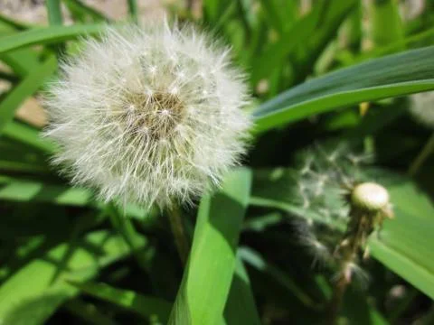 White dandelion Stock Photos