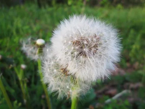 White dandelion Stock Photos
