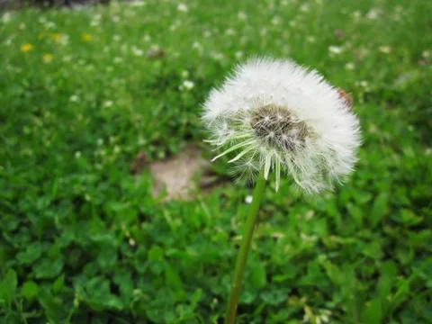 White dandelion Stock Photos