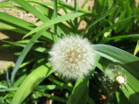 White dandelion Fotos Stock