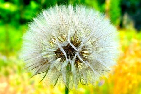 White dandelion 스톡 사진