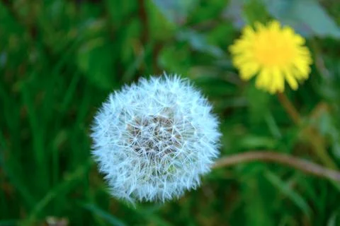 White dandelion Stock Photos