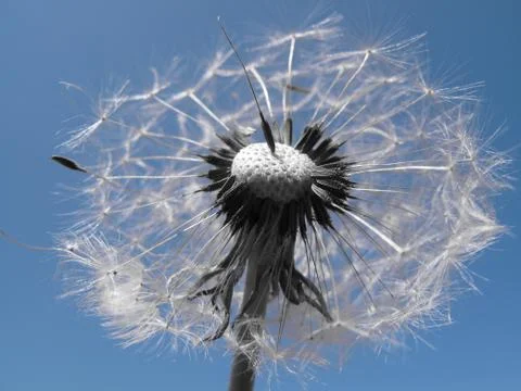 White dandelion Stock Photos