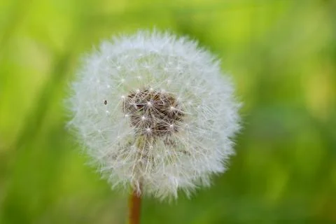 White dandelion Stock Photos