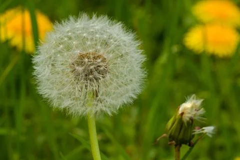 White dandelion Stock Photos