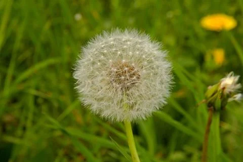 White dandelion Stock Photos