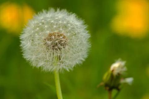 White dandelion Stock Photos