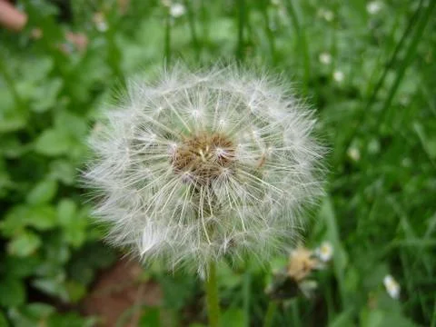 White dandelion Stock Photos