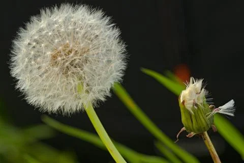 White dandelion Stock Photos
